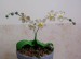 Orchidej (1)